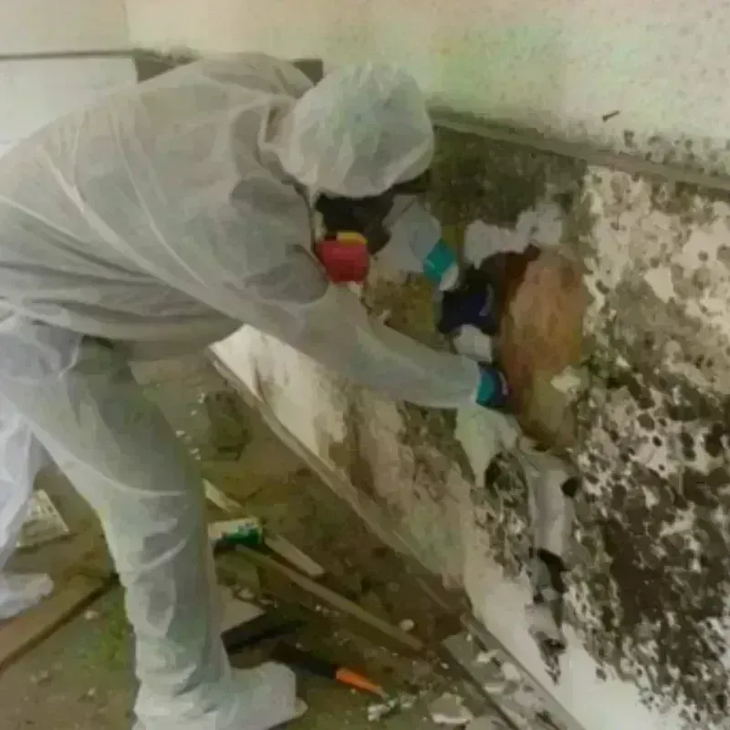 Mold Remediation and Removal in Remerton, GA